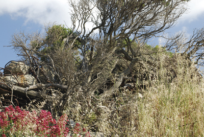 landscape, Albany Bulb