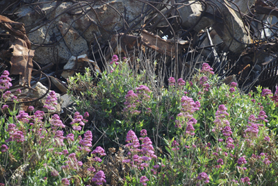 landscape, Albany Bulb